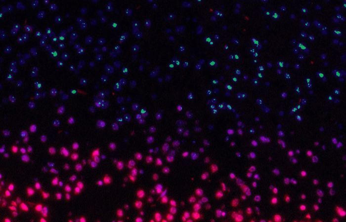 Making genomic medicine