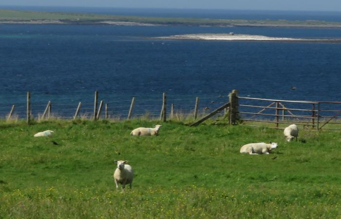 sheep and the sea